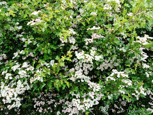 Hawthorn bush